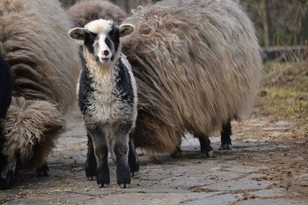 Mláďa ovce domácej-valašky