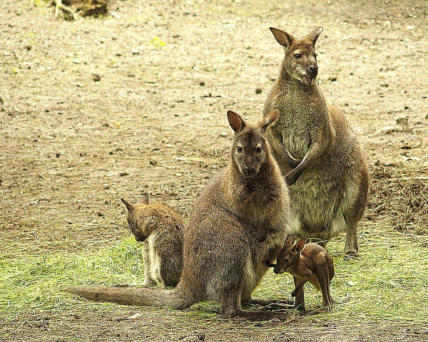 Mláďa kengury červenokrkej