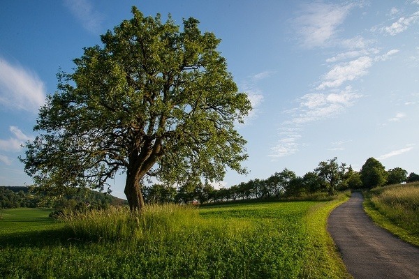 Hruška ružová, Bošáca