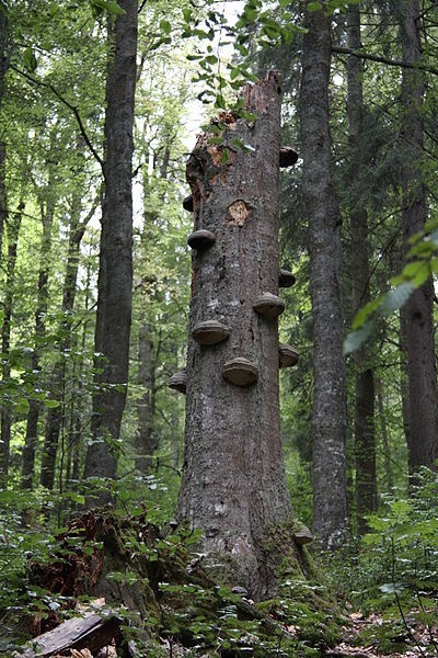 Boubinský prales, Česká republika