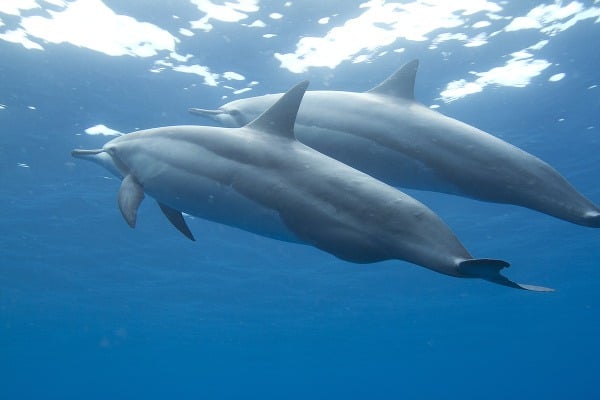Delfíny plávajú okolo ostrova