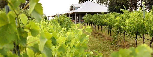 Spicers Vineyards Estate 