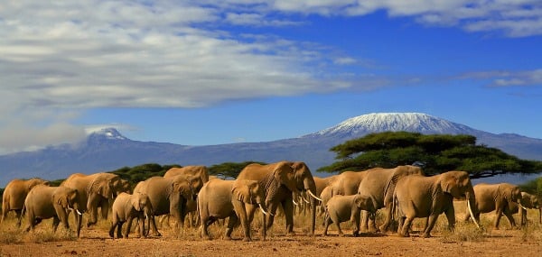 Zachytiť stádo slonov s