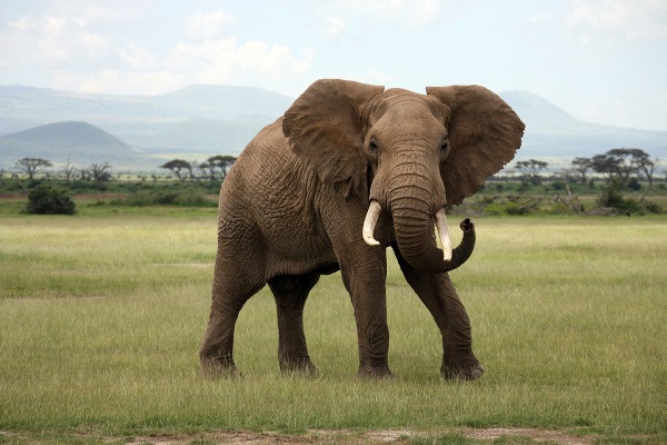 Slon africký v NP
