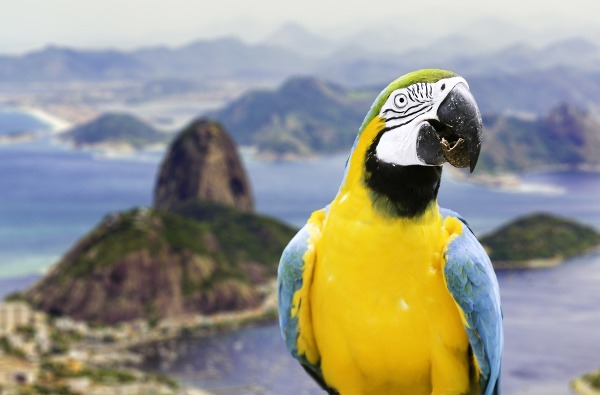 Rio de Janeiro – samba pod piatimi kruhmi