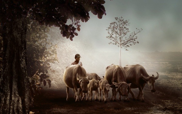 Pastier v Indonézii
