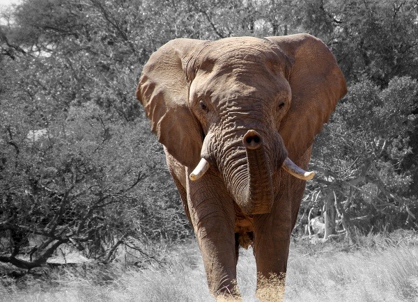 Slon v Namíbii