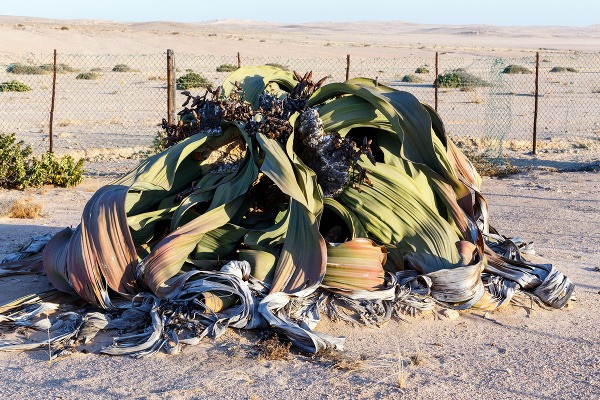 Takáto veľká welwitschia môže