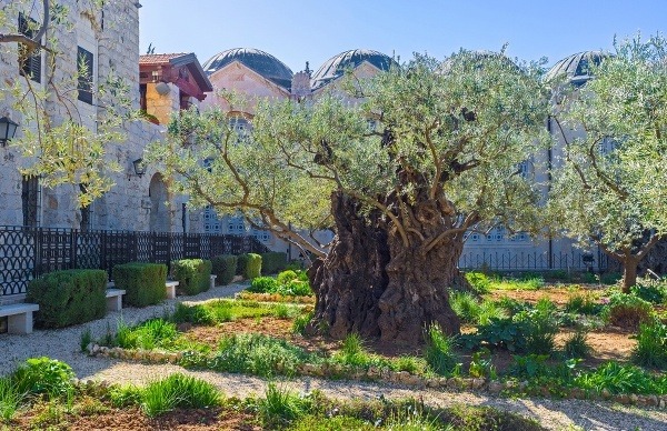 V Getsemanskej záhrade možno