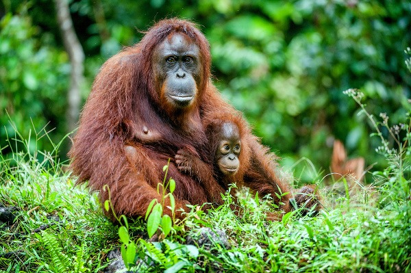 Na meter od orangutanov: V Sandakane na Borneu majú svoj raj