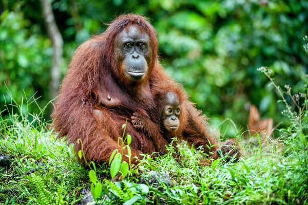 Na meter od orangutanov: