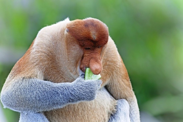 Kahau z Proboscis Monkey