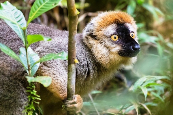 Madagaskar a jeho vzácni