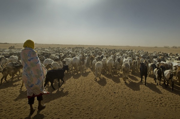 Darfúrski utečenci