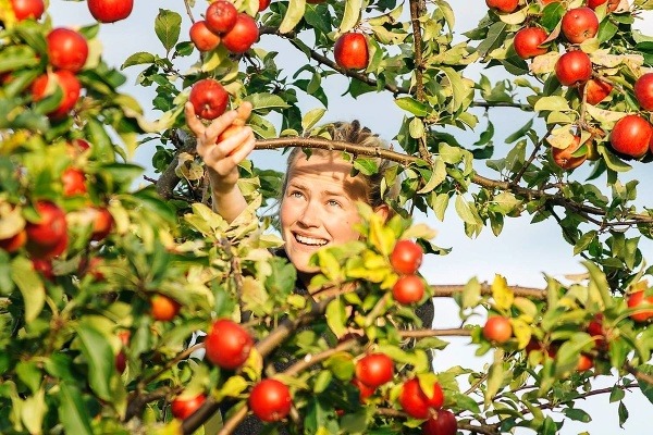 Zbieranie jabĺk, Märsön, Sweden