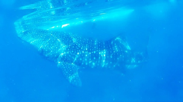 Potápanie so žralokmi veľrybími