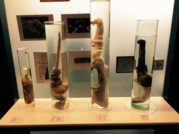 Islandské falologické múzeum