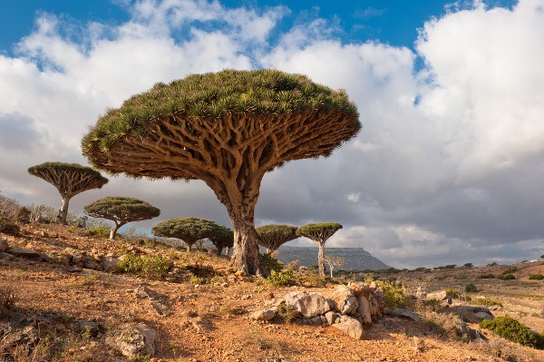 Ostrov Sokotra, Jemen