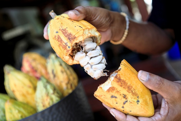 Plod kakaovníka