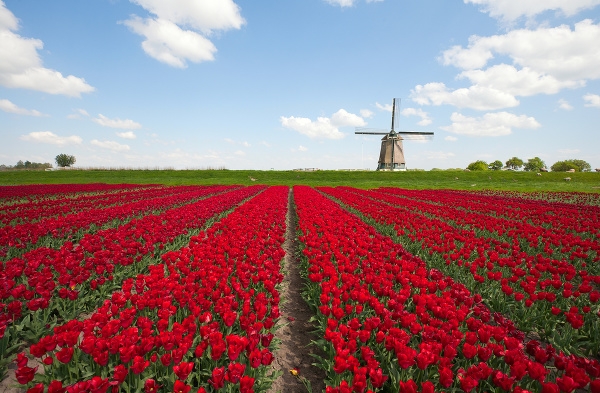 Tulipánové polia v Holandsku