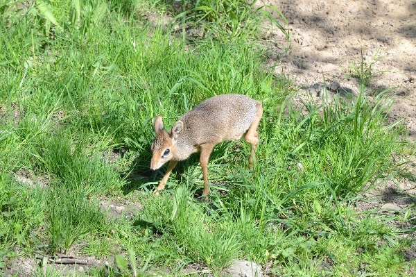 © ZOO Bratislava