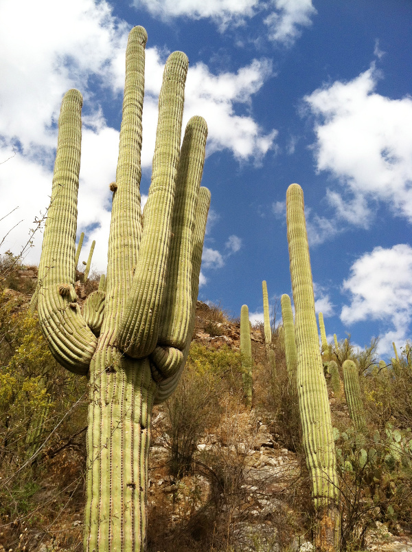 Slávne kaktusy saguaro dostávajú