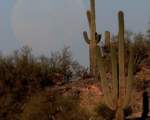Slávne kaktusy saguaro dostávajú