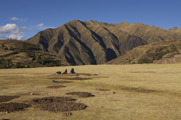 Peru dalo svetu zemiaky,