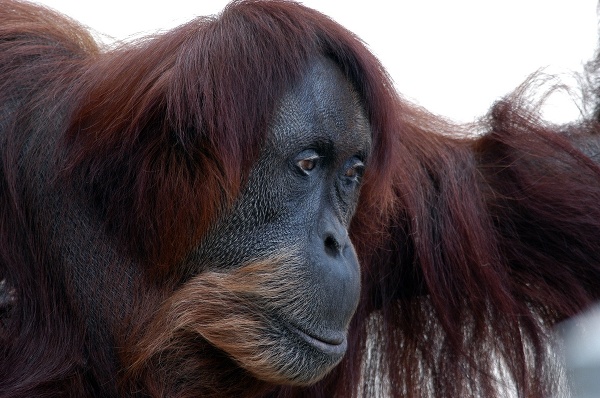 Najstarší známy orangutan sumatriansky