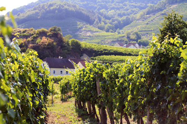 Údolie Wachau, Rakúsko
