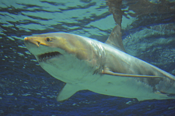 Žralok modrý (Carcharodon carcharias)