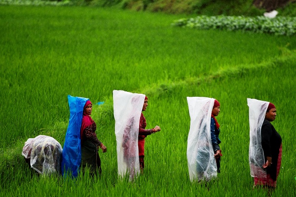 Na snímke nepálske roľníčky