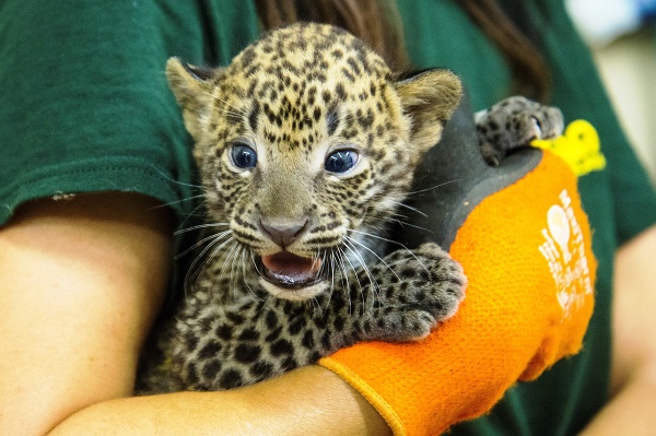 Na snímke novonarodený leopard