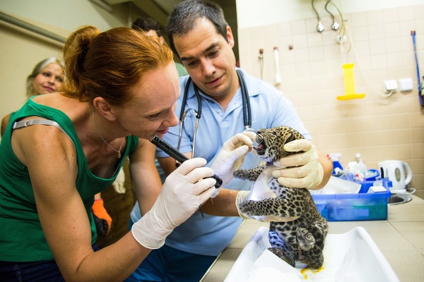 Na snímke novonarodený leopard