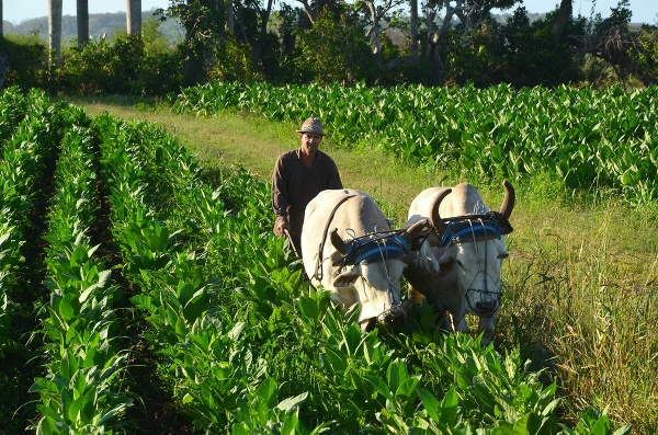 Kubánsky vidiek