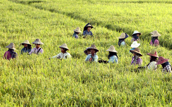 Na snímke mjanmarské roľníčky