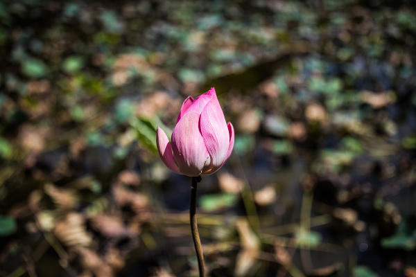 Lotus Pond Nha Trang,