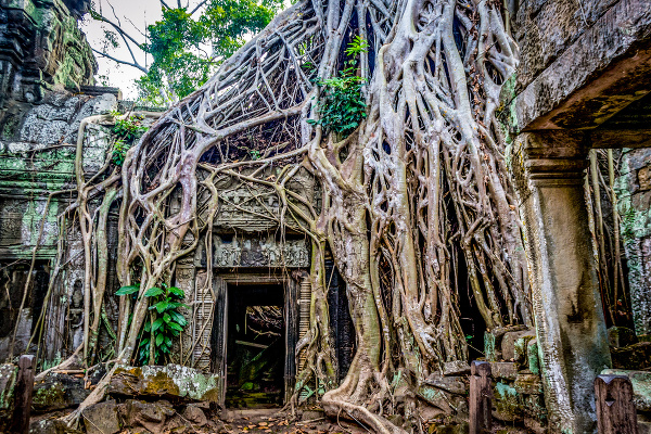 Chrám Ta Prohm v