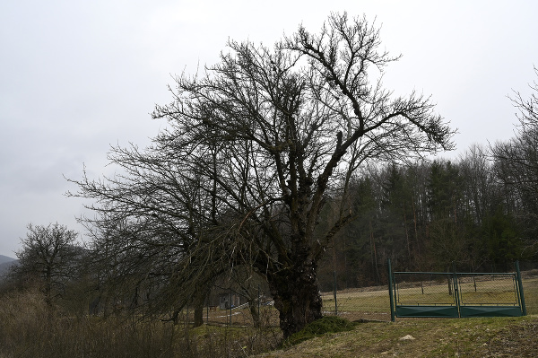 © TASR - Radovan Stoklasa