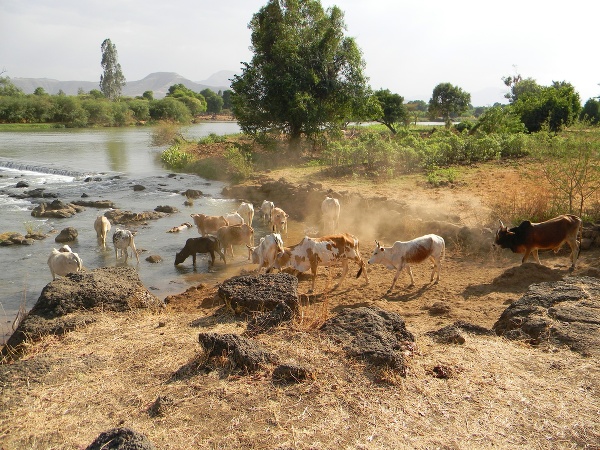 Kravy v Etiópii