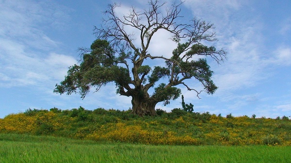 Strom v Etiópii