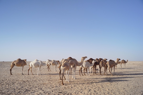 Ťavy v Mauritánii