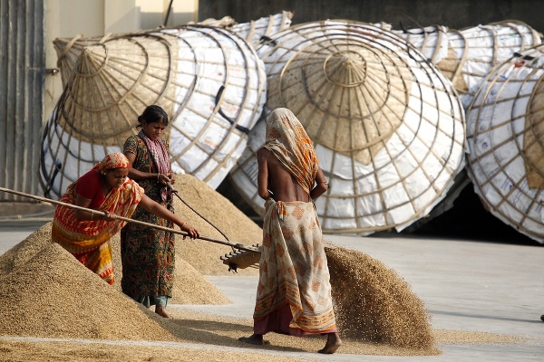 Ženy spracujúce ryžu v