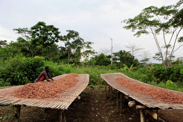 Sušenie kakaových bôbov, dedina