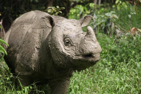 Posledný samec nosorožca sumatrianskeho