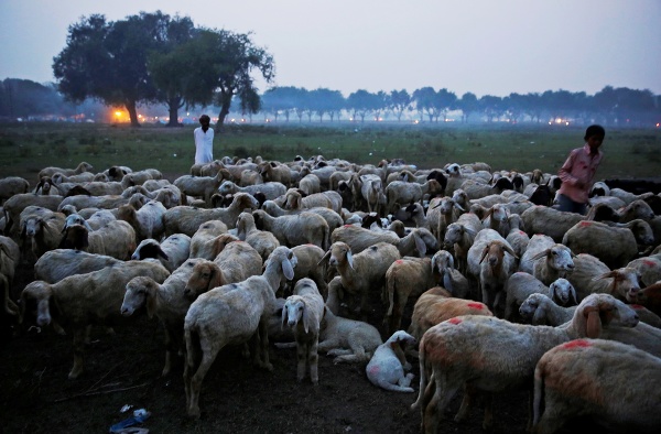 Indickí pastieri zháňajú ovce