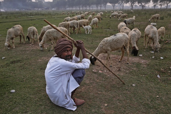 Indický pastier sa usmieva