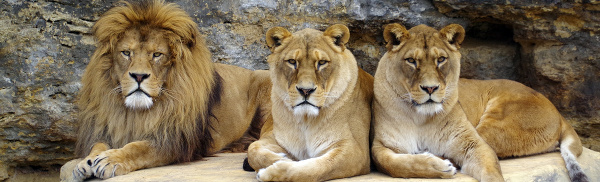 Lev berberský. Národná zoo