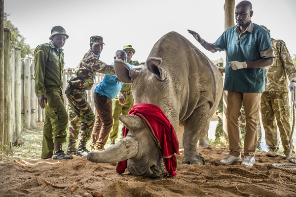 Nosorožce v Keni