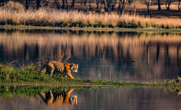 Tiger v indickom Madhjapradéše